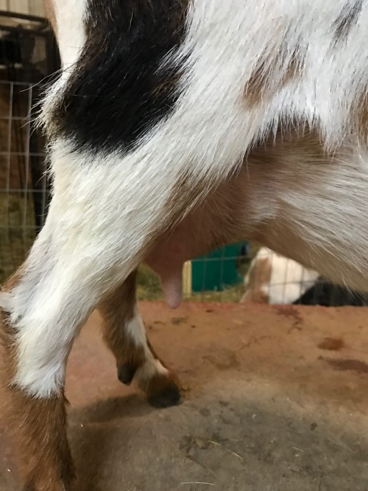 Pandora Bottomley Goat Farm